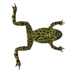 Can Frogs Swim? All You Need to Know