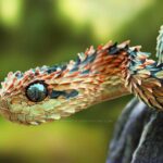 Discover the mysterious world of Dragon Snaking techniques