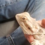 Droopy Eyes Bearded Dragon – Causes, Symptoms, and Treatment