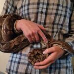 Dumerils Boa Size: How Big Do Dumerils Boas Get?