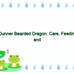 Dunner Bearded Dragon: Care, Feeding, and Breeding Tips
