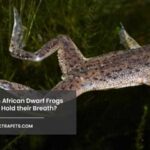 Duration of Breath Holding in African Dwarf Frogs