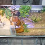 Dwarf Caiman Enclosure: Providing the Perfect Habitat for Your Pet