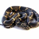 Buy Eastern Kingsnake for Sale – Affordable Prices and Fast Shipping