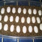 Egg Incubator for Bearded Dragons – How to Hatch Bearded Dragon Eggs