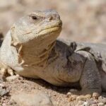 Egyptian Lizard: Discover the Fascinating World of Ancient Reptiles