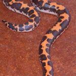 Egyptian Sand Boa – A Guide to the Beautiful and Unique Snake