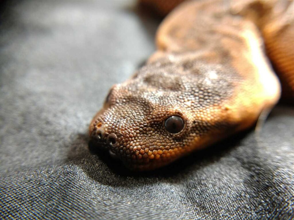 Elephant Trunk Snake Care: Tips and Advice for Keeping this Unique ... Elephant Trunk Snake Care: Tips and Advice for Keeping this Unique ...