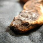Elephant Trunk Snake Care: Tips and Advice for Keeping this Unique Reptile
