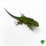 The Emerald Swift: A Beautiful and Agile Reptile species