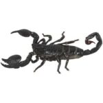 Essential Tips for Emperor Scorpion Care