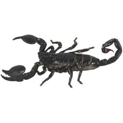 Essential Tips for Emperor Scorpion Care - Vital Frog