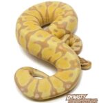 Enchi Banana Ball Python – A Gorgeous and Unique Morph
