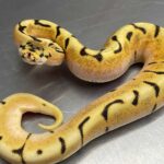 Enchi Spider Ball Python Care Guide and Information