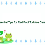 Essential Tips for Red Foot Tortoise Care: A Complete Guide