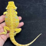 Discover the Fascinating World of Exotic Bearded Dragons