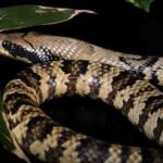 Understanding the Potency of False Water Cobra Venom