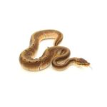 Fancy Ball Python: Colorful and Unique Snakes for Your Collection
