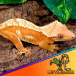 Fancy Crested Gecko – An Exquisite and Unique Pet