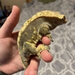 Fat Crested Gecko – A Guide to Proper Care and Diet