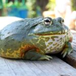 Fat Frog Species – Discover the Largest and Heaviest Frog Varieties