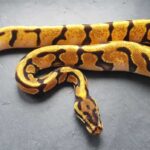 Fire Ball Python – The Astonishing Color Morph of Ball Python