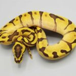Fire Enchi Ball Python: Everything You Need to Know | Reptile Care Guide