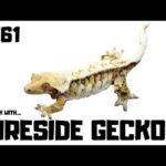 Fireside Geckos: A Guide to Caring for These Exotic Pets