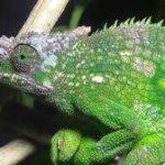 All about Fischer’s Chameleon: Facts, Care Guide, and More