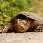 Discover the Fascinating Traits and Habits of the Florida Snapping Turtle