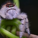 Fluffy white jumping spider: a cute but deadly hunter