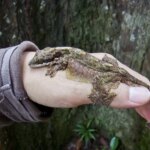 Complete Guide to Flying Gecko Care: Habitat, Diet, and Maintenance