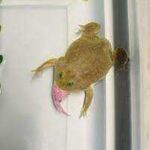 The Mysterious Story of the Freddy Krueger Frog