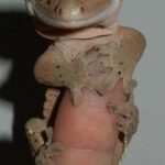 Frog Butt Crested Gecko – All You Need to Know