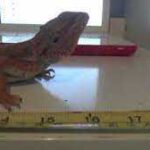 Full grown bearded dragon size compared to ruler