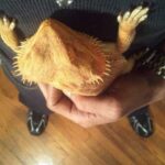 Full Grown German Giant Bearded Dragon – Size, Care, and Characteristics