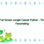 Full Grown Jungle Carpet Python – The Fascinating Reptile