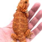 Full Grown Leatherback Bearded Dragon: Everything You Need to Know