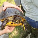 Fully Grown Yellow Belly Turtle: Size, Care, and Characteristics