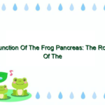 Function Of The Frog Pancreas: The Role Of The Pancreas In Frogs