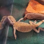 Funny Pictures of Bearded Dragons: Hilarious Reptile Memes and Images