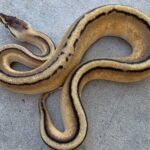 G Stripe Ball Python: Morphs, Care, and Breeding