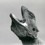 Why is My Bearded Dragon Gaping? Find Out the Causes and Solutions