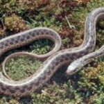 Garden Snakes in Georgia: Species, Habitat, and Behavior