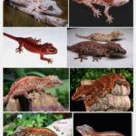 Gargoyle Gecko Morphs – Discovering the Amazing Varieties of Gargoyle Geckos