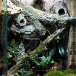 Gargoyle gecko tank: The complete guide to creating the perfect habitat