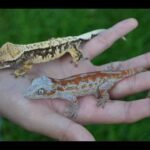 Gargoyle Gecko vs Crested Gecko: Which is the Better Pet?