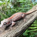 Gargoyle Geckos for Sale – Find Your Perfect Pet Gecko Today!