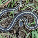 Garter Snake Nebraska: Facts and Characteristics