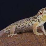 Discover the Fascinating World of Gecko Frogs: species, behavior, and more!